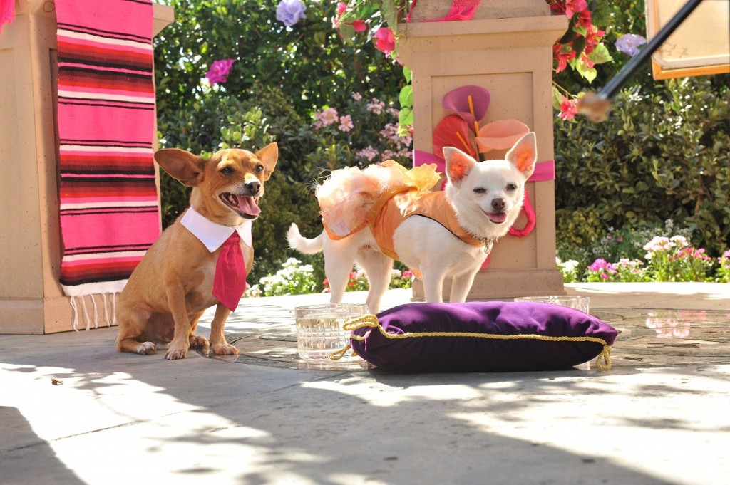 BEVERLY HILLS CHIHUAHUA 3Scene 110The party begins.
